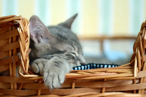 Cat in basket — Stock Photo, Image