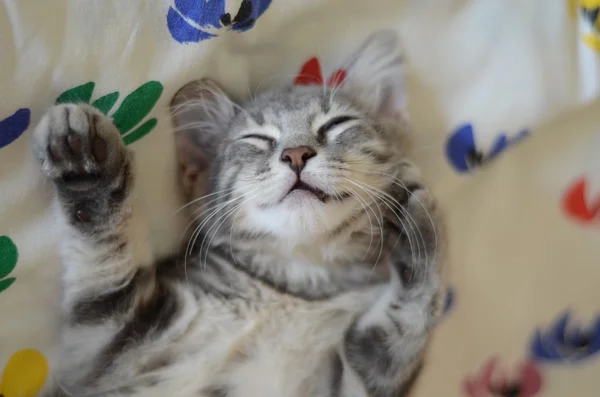 Kitten sleeping — Stock Photo, Image