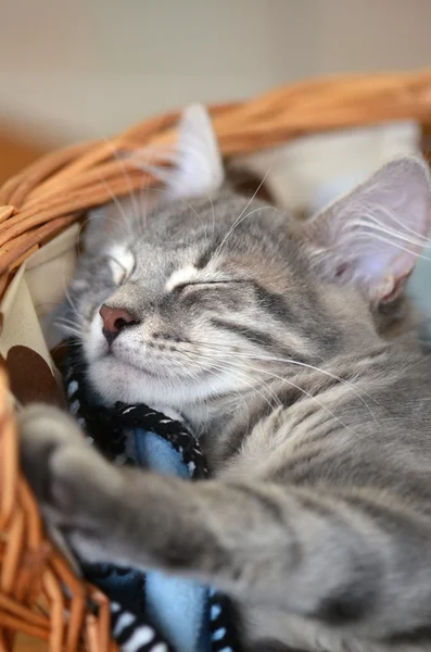 Cat in basket — Stock Photo, Image