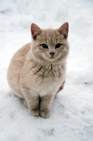 Котенок на снегу — стоковое фото