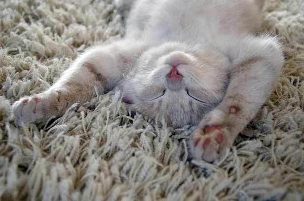 kitten sleeping on carpet