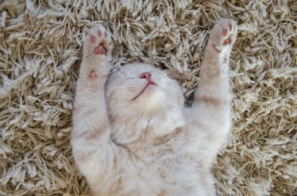 Котёнок спит на ковре — стоковое фото