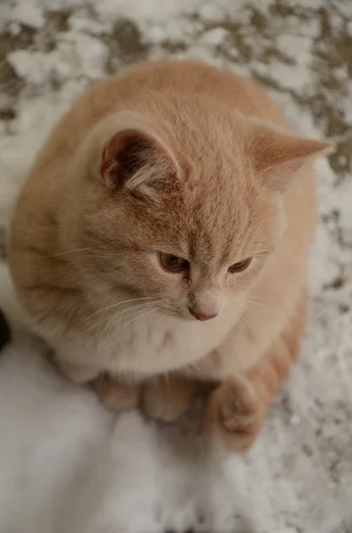 Gatito en la nieve — Foto de Stock