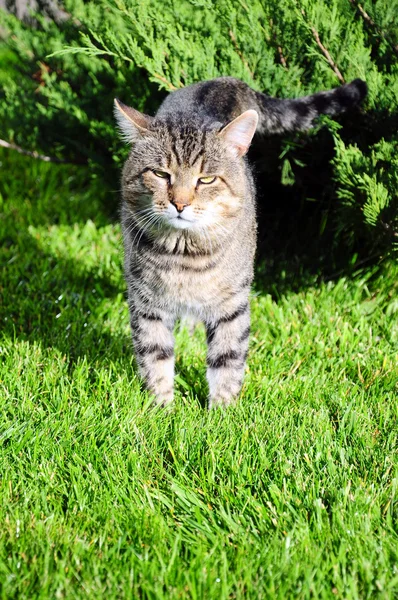 Cat on grass — Stock Photo, Image