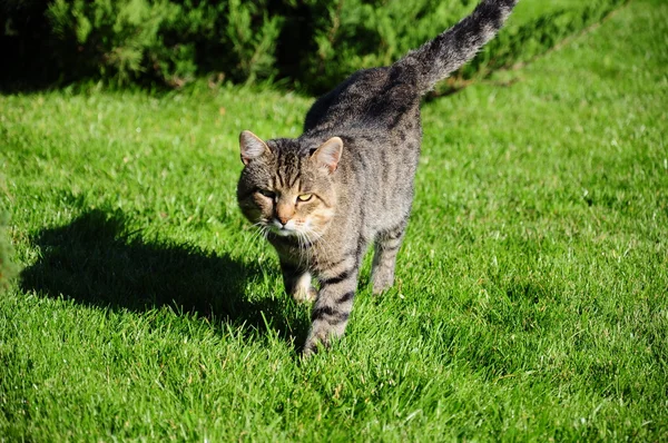 Cat on grass — Stock Photo, Image