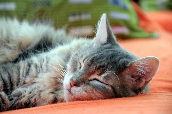 Katze schläft lizenzfreie Stockfotos