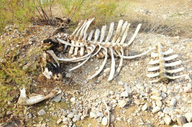 bones of dead cattle clipart