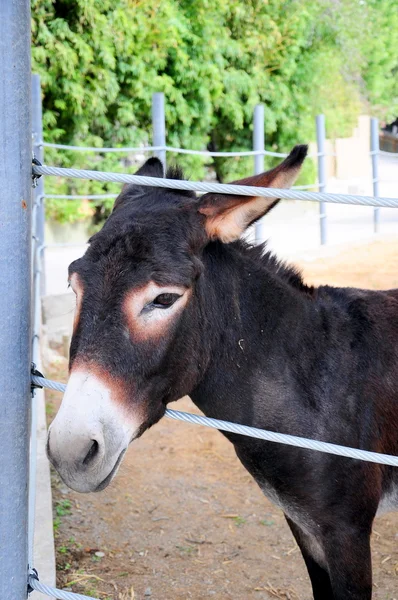 Donkey — Stock Photo, Image