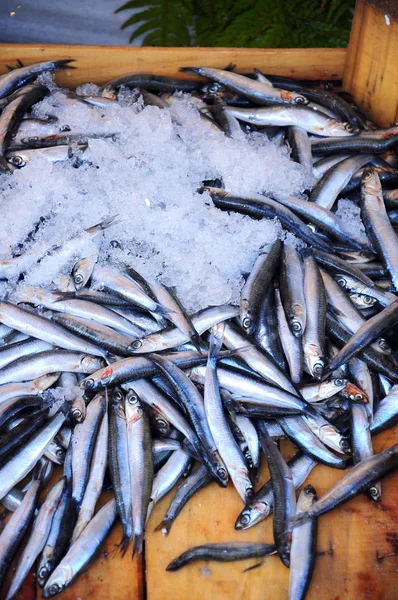 Anchovy fishes as a background — Stock Photo, Image