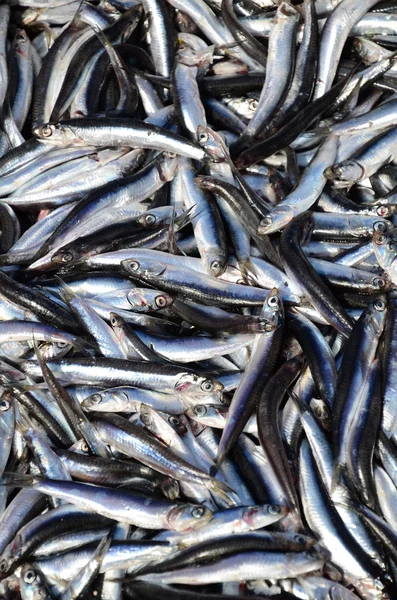 Raw anchovy fishes — Stock Photo, Image