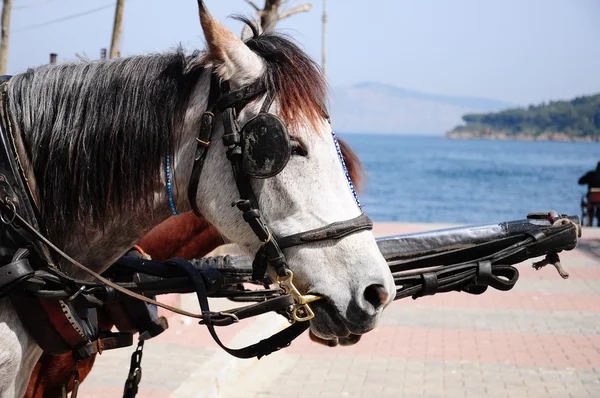 Horse of a horse cart — Stock Photo, Image