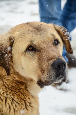 köpek, sokak