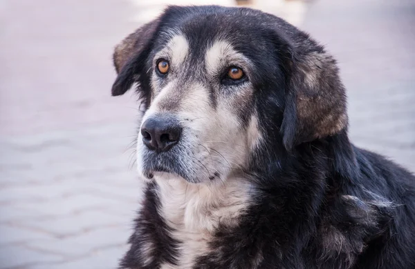 Street dog — Stock Photo, Image