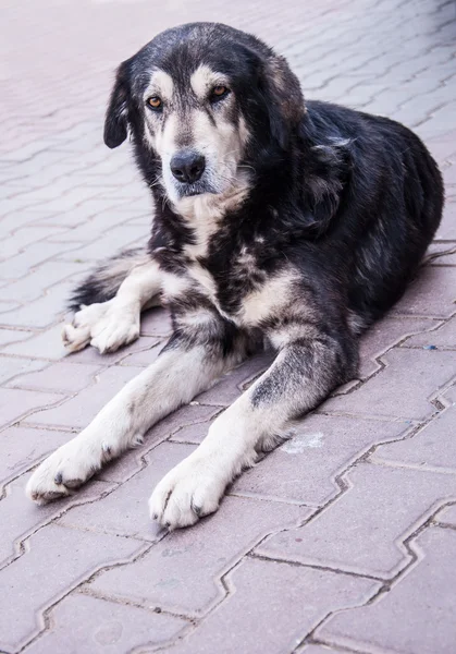 Street dog — Stock Photo, Image