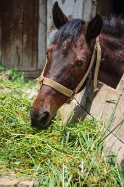 at çiftliği'nde besleme