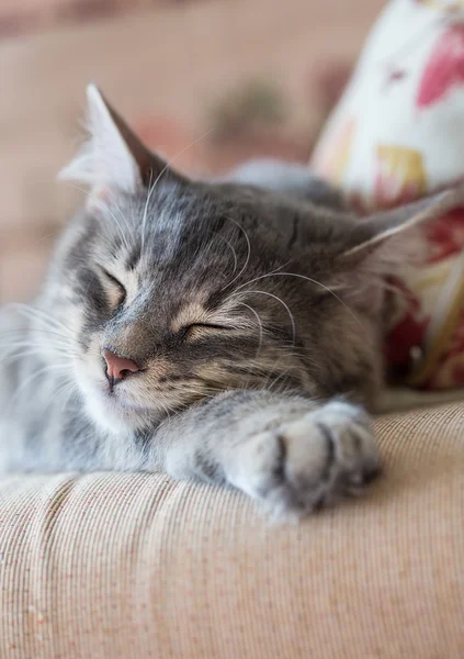 Gato dormindo — Fotografia de Stock