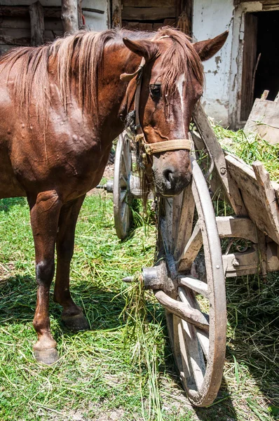Alimentação de cavalos na exploração — Fotografia de Stock
