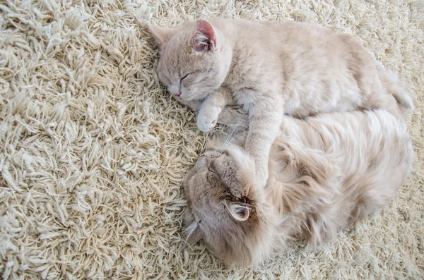 Katzen schlafen zusammen auf Teppich Stockbild