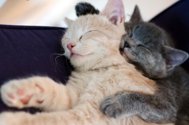 Onunla birlikte uyumak yavru kedi