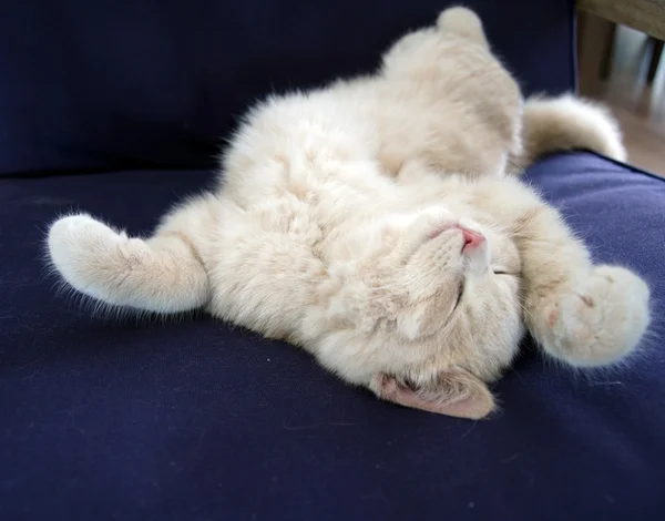 Katt som sover — Stockfoto