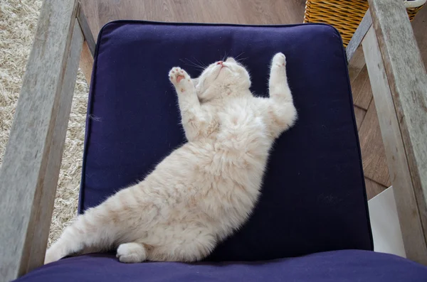 Kočka spící — Stock fotografie