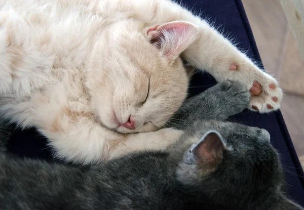 Gatinhos dormindo juntos — Fotografia de Stock