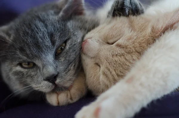 Kittens sleeping together — Stock Photo, Image