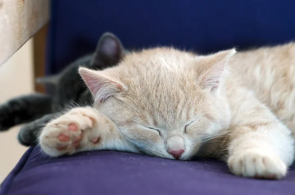 Gatinhos dormindo juntos — Fotografia de Stock
