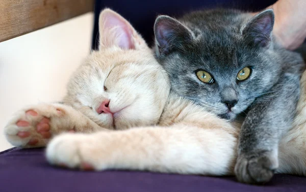 Gatitos durmiendo juntos —  Fotos de Stock