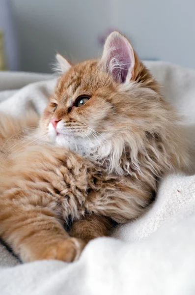 Gato amarillo — Foto de Stock