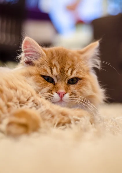 Gato amarillo — Foto de Stock