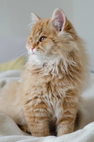 Gato amarillo — Foto de Stock