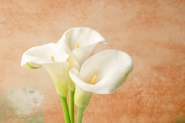 Nahaufnahme Drei Weiße Calla Lilly Blumen Über Weichem Pastellorangefarbenem Hintergrund Stockbild