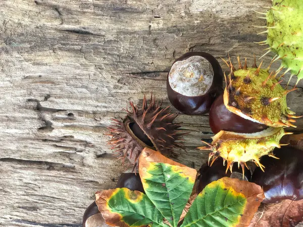 Closeup Horse Chestnuts Wooden Background Autumn Copy Space — Stock Photo, Image