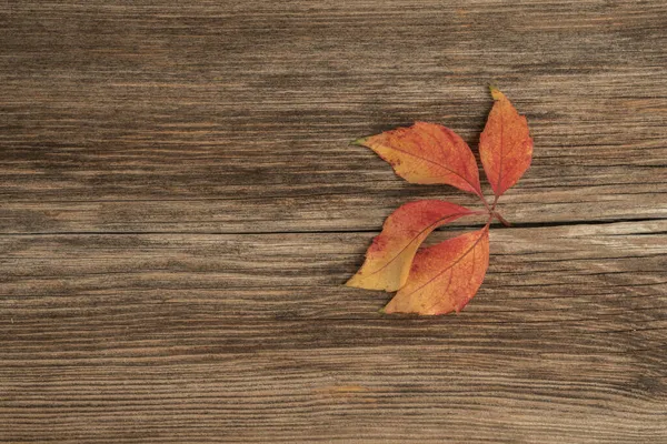 Detailní Záběr Barevného Podzimního Listu Dřevěném Pozadí Kopírovacím Prostorem — Stock fotografie