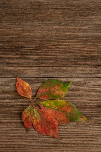 Primer Plano Una Colorida Hoja Otoño Sobre Fondo Madera Con — Foto de Stock