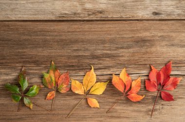 Ahşap zemin üzerinde renkli kurumuş yapraklarla sonbahar arkaplanı kopyalama alanı ile