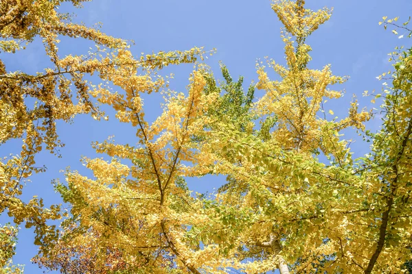 Árbol Como Fondo Con Hojas Color Amarillo Dorado Otoño Contra — Foto de Stock
