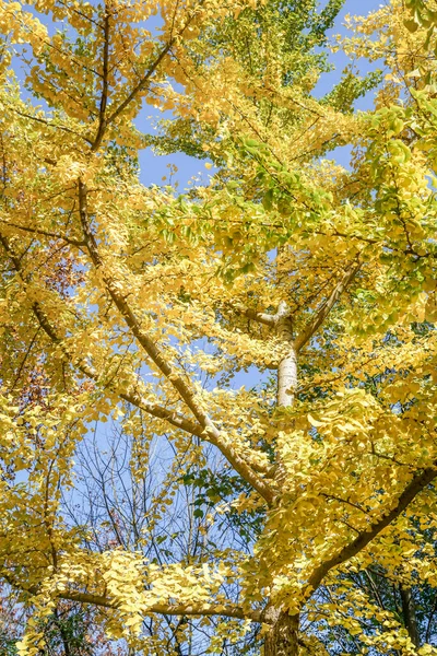 Drzewo Jako Tło Złotymi Żółtymi Liśćmi Jesienią Przeciwko Błękitnemu Niebu — Zdjęcie stockowe