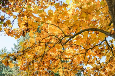 Sonbaharda güneşli bir günde altın sarısı ve turuncu yapraklı bir arka plan olarak ağaç