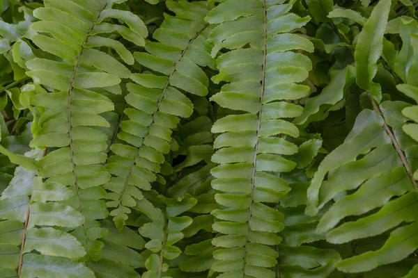 Bloemige Achtergronden Nephrolepis Exaltata Boston Varens Green Lady Huisplant Als — Stockfoto