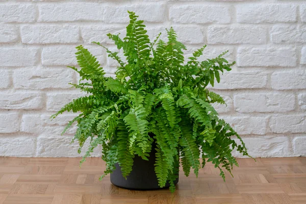 Nephrolepis Exaltata Beautiful Potted Boston Ferns Green Lady Houseplant Parquet Royalty Free Stock Images