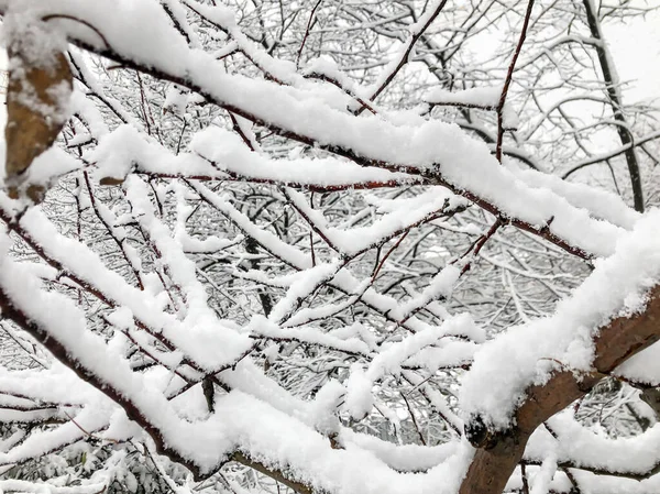 Winter Template Background Tree Branches Fresh White Snow Park Garden — Stock Photo, Image
