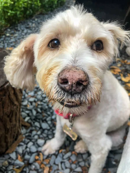 プールの近くの顔マルチーズミックス犬公園や庭で地面に座っています 選択的焦点でペットの鼻を閉じてください 国内動物はカメラを見て — ストック写真