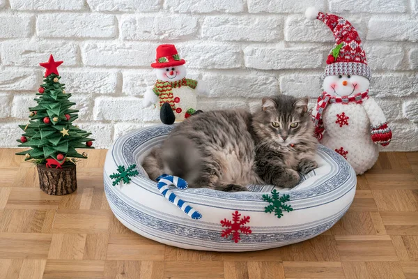 Cats Cute Tabby Cat Lying Cushion Bed Pillow Floor Decorated — Stockfoto