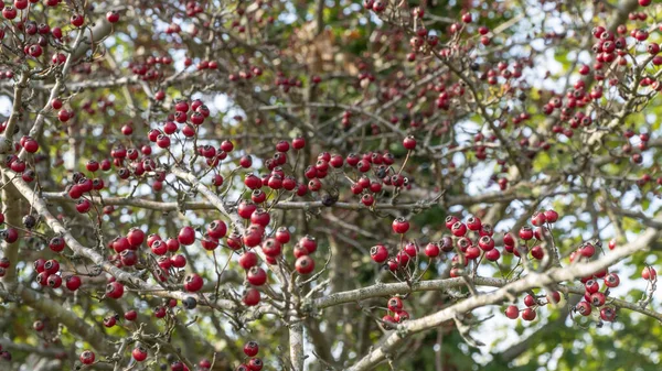 Hawthorn Background Red Berry Fruits Bush Tree Autumn Natural Background — Stockfoto