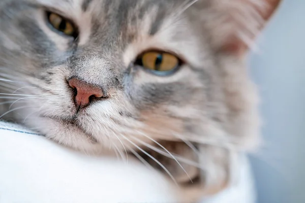 Katter Närbild Ansikte Grå Tabby Katt Porträtt Tamdjur Med Selektivt — Stockfoto