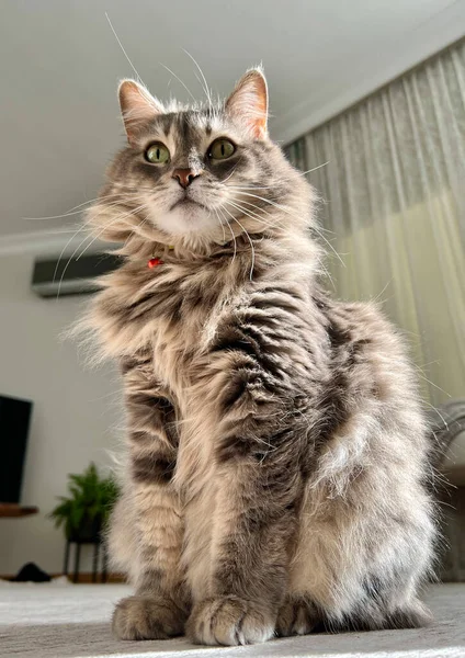 Katzen Schöne Gestromte Graue Katze Die Auf Dem Boden Wohnzimmer — Stockfoto