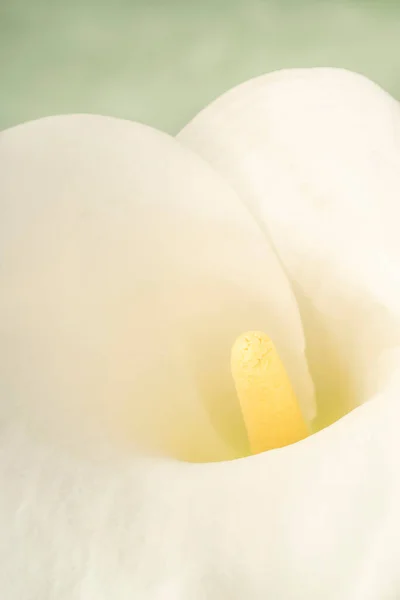 Calla Lilly Primer Plano Hermosa Flor Lirio Blanco Calla Con — Foto de Stock