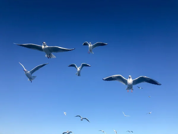 นกกระรอก งนกกระรอกส ขาวบ นในท องฟ สวยงามท าเนาในว แดด ปภาพพ นหล — ภาพถ่ายสต็อก